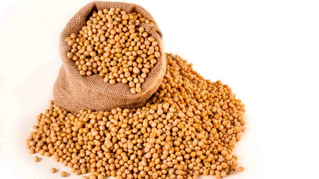 Soya Beans